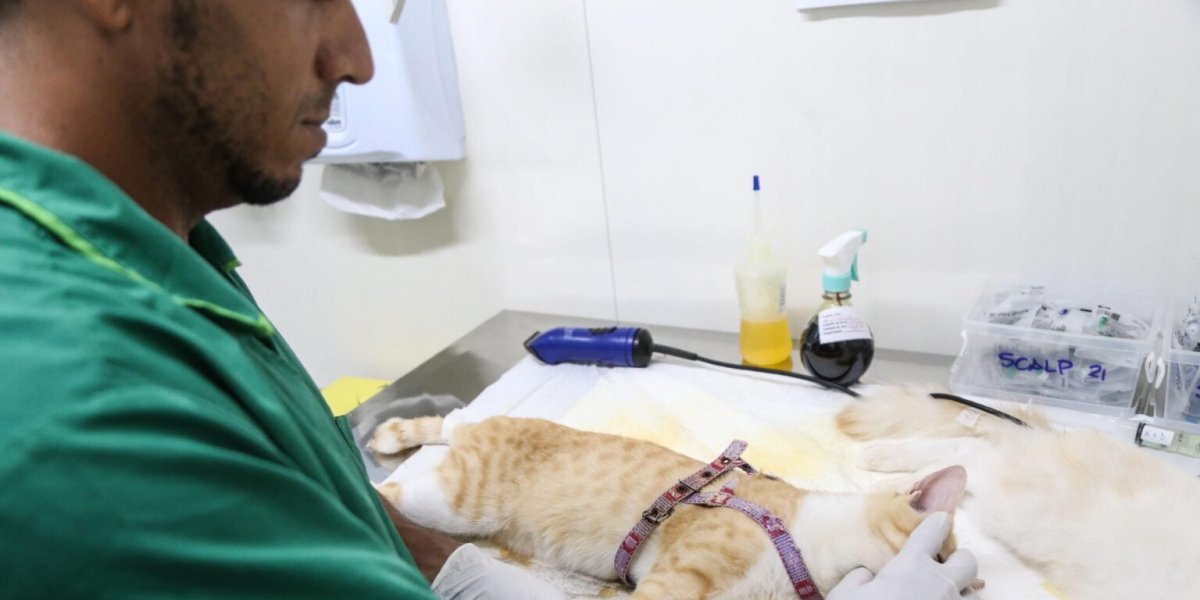 Castração gratuita para cães e gatos será oferecida em três bairros de Salvador