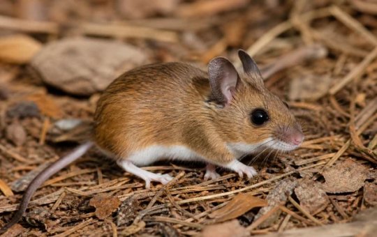 Paraná confirma dois casos de hantavírus e investiga outros 11