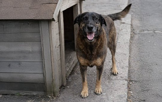 Ministério Publico pede o arquivamento de caso do cão Orelha