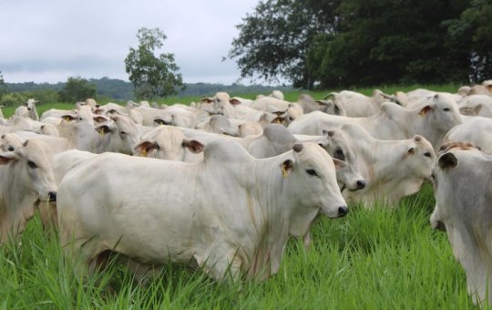 União Europeia proíbe a importação de carne e produtos animais do Brasil