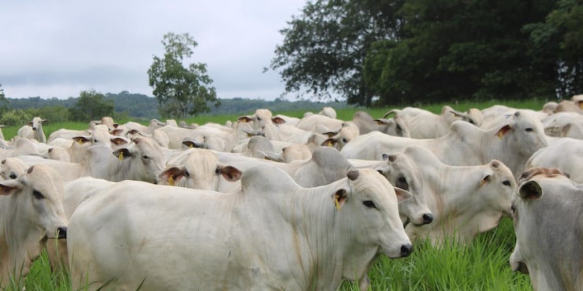 União Europeia proíbe a importação de carne e produtos animais do Brasil 