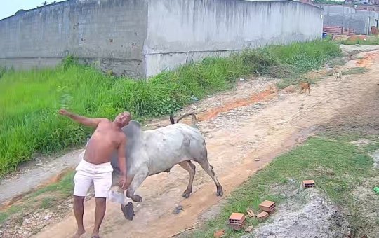 Homem de 53 anos fica ferido após ser arremessado por boi
