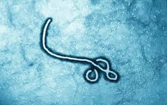 Surto de Ebola na República Democrática do Congo deixa ao menos 130 pessoas mortas