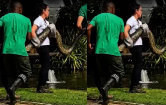 Jiboia de dois metros é encontrada em resort de Praia do Forte, na Bahia