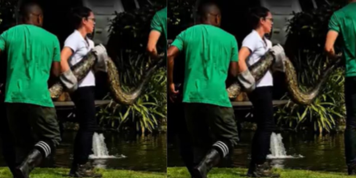 Jiboia de dois metros é encontrada em resort de Praia do Forte, na Bahia