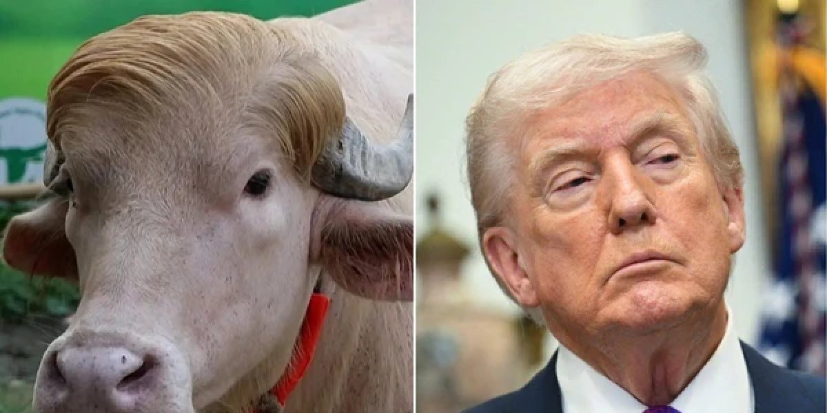 Búfalo “parecido com Trump” será sacrificado após virar celebridade em Bangladesh