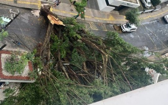 Após fortes chuvas, árvore cai no bairro da Graça, em Salvador