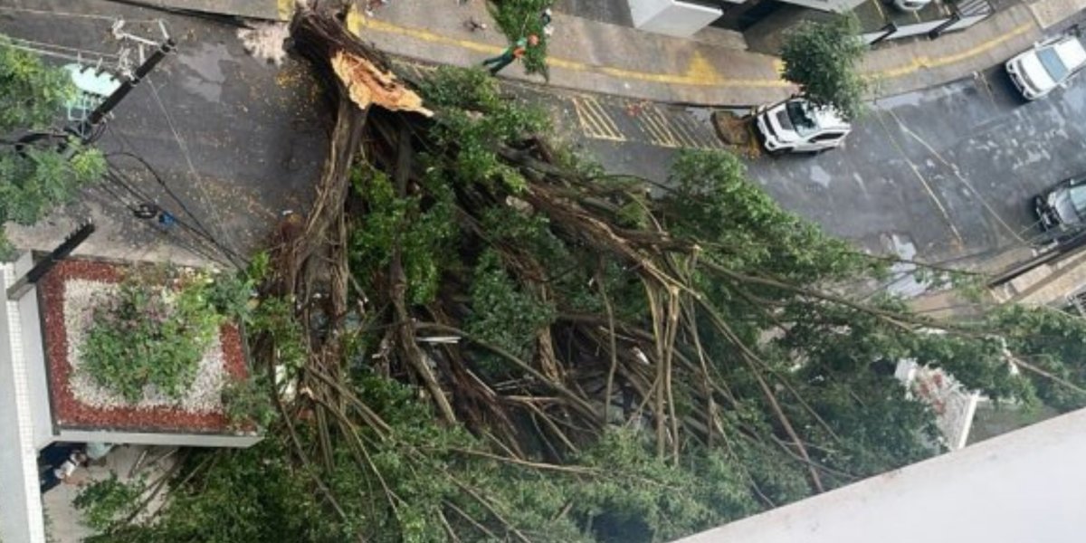 Após fortes chuvas, árvore cai no bairro da Graça, em Salvador