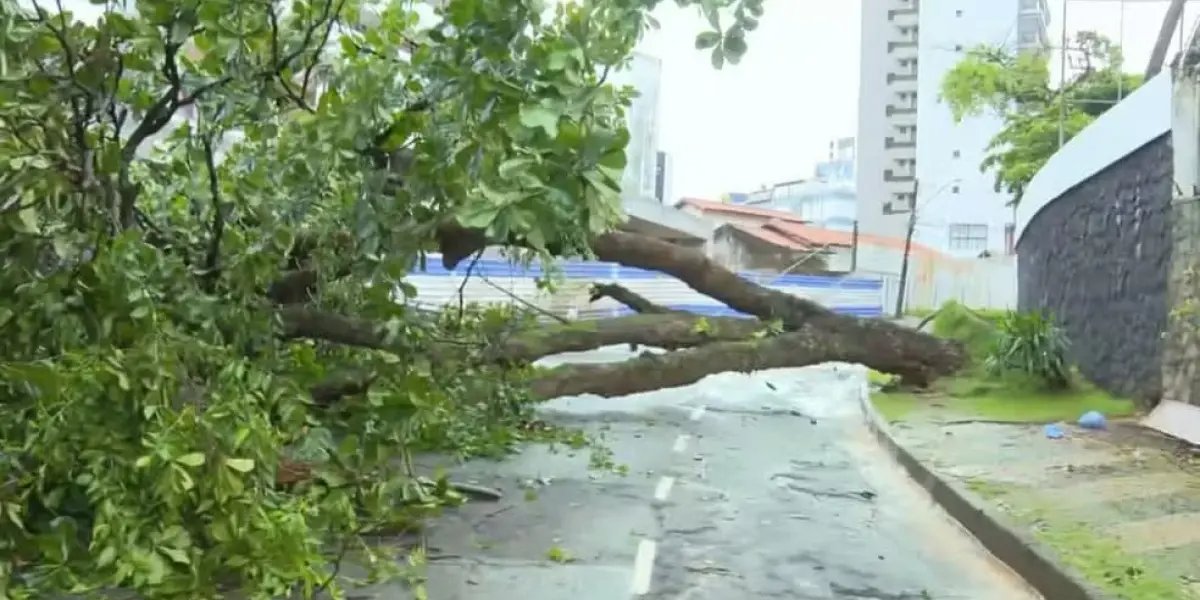 Árvore cai após fortes chuvas e interdita parcialmente via no Caminho das Árvores