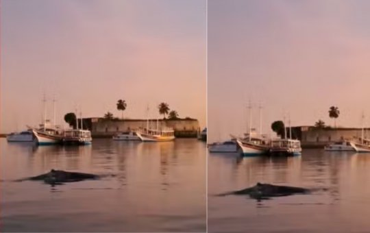 Baleia-jubarte é avistada na orla de Salvador e encanta banhistas
