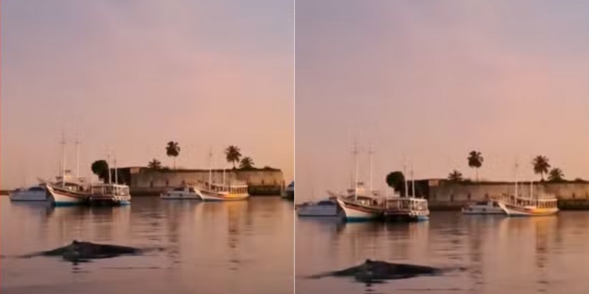 Baleia-jubarte é avistada na orla de Salvador e encanta banhistas