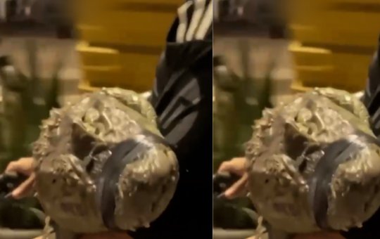 Jovem é flagrado transportando filhote de jacaré em bicicleta no Rio de Janeiro