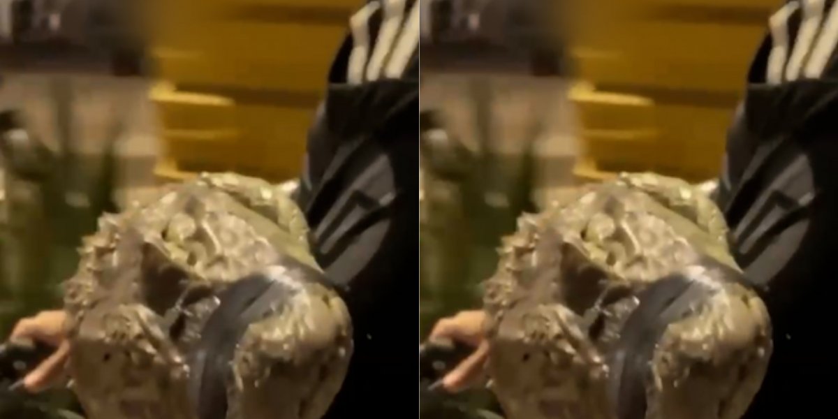 Jovem é flagrado transportando filhote de jacaré em bicicleta no Rio de Janeiro