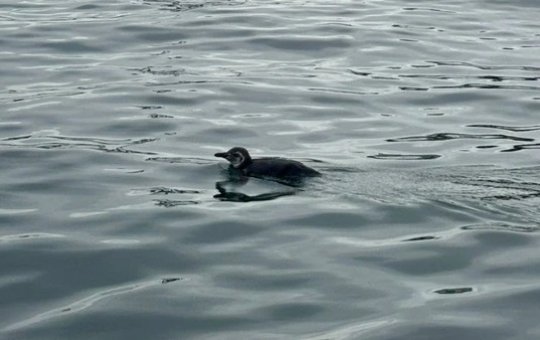 Pinguim é resgatado em área portuária do Comércio, em Salvador
