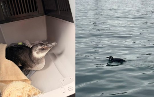 Pinguim é resgatado no Porto de Salvador em primeiro registro do ano na Bahia