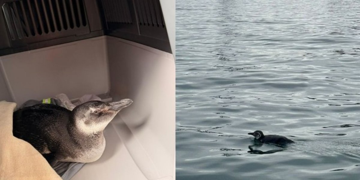 Pinguim é resgatado no Porto de Salvador em primeiro registro do ano na Bahia