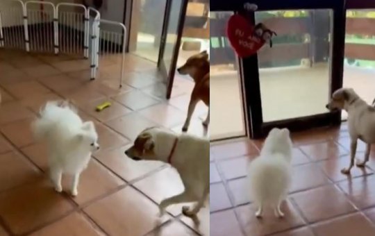 Tutora denuncia morte de cachorro após ataque em hotel pet de Salvador