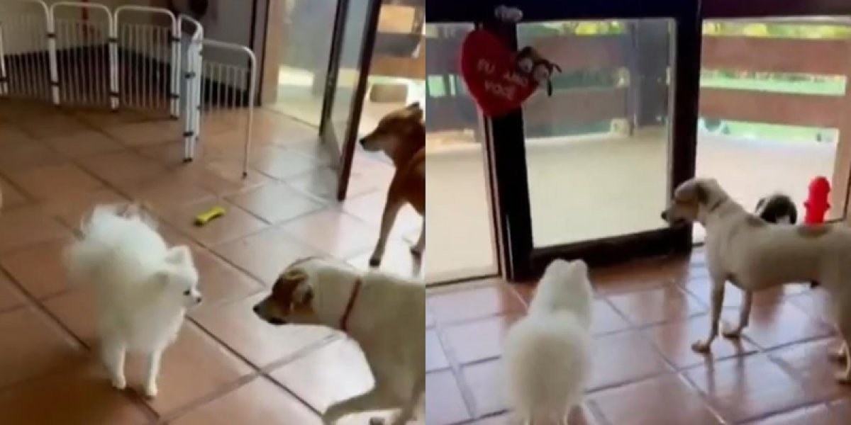 Tutora denuncia morte de cachorro após ataque em hotel pet de Salvador