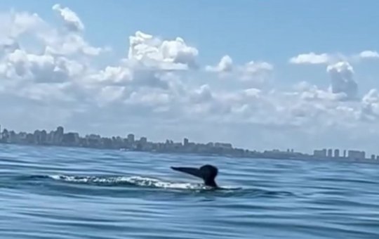 Espetáculo no mar: baleias-jubarte aparecem perto das praias de Salvador e encantam internautas