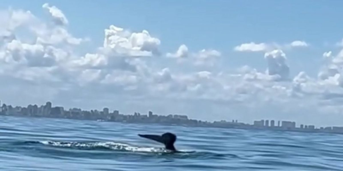 Espetáculo no mar: baleias-jubarte aparecem perto das praias de Salvador e encantam internautas