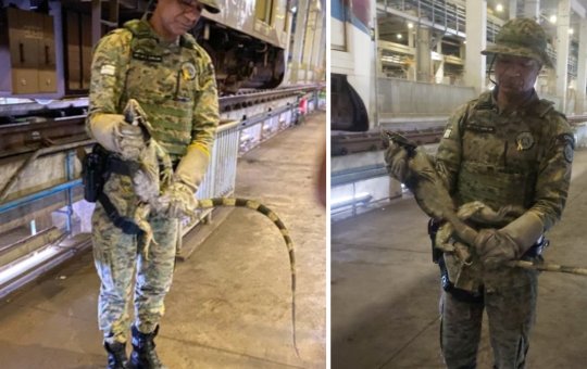 Iguana é resgatada após ser encontrada escondida embaixo de trem do Metrô Bahia