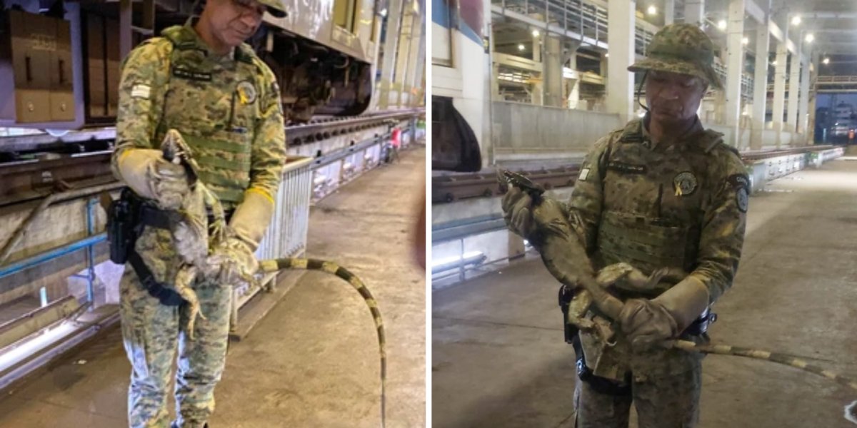 Iguana é resgatada após ser encontrada escondida embaixo de trem do Metrô Bahia
