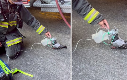 Pombo é socorrido por bombeiros após inalar fumaça nos Estados Unidos