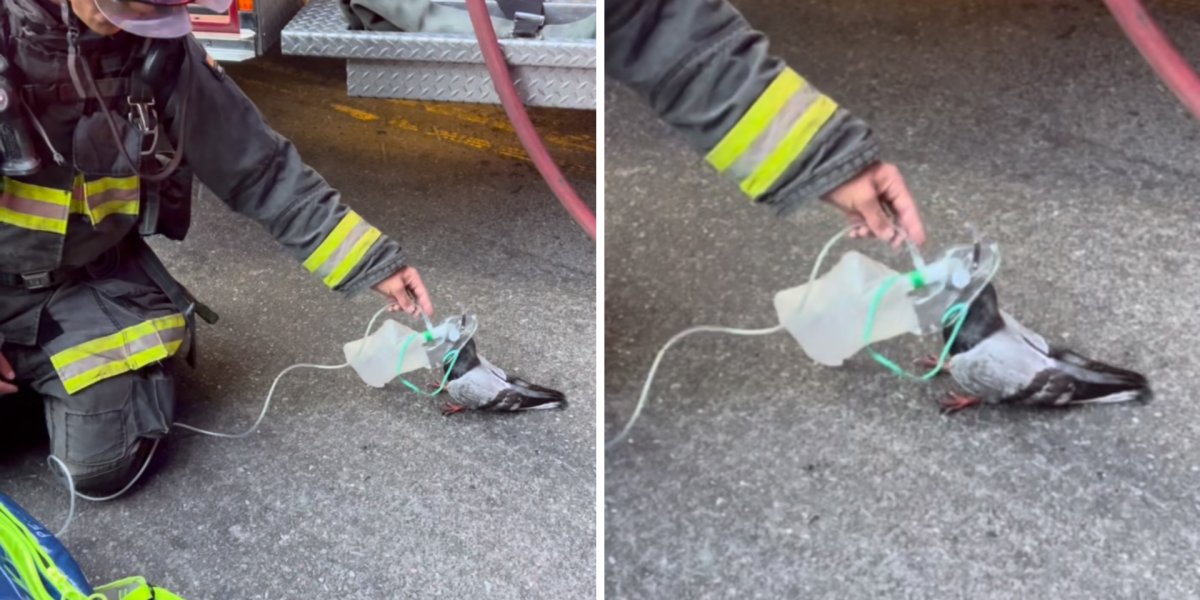 Pombo é socorrido por bombeiros após inalar fumaça nos Estados Unidos