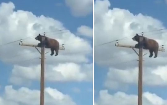 Urso morre eletrocutado após subir em poste de energia e caso viraliza nos Estados Unidos