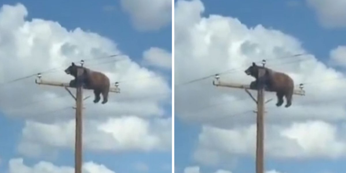 Urso morre eletrocutado após subir em poste de energia e caso viraliza nos Estados Unidos