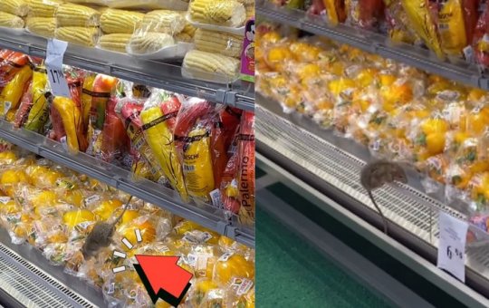 Rato é visto em cima de verduras em mercado de bairro nobre de Salvador