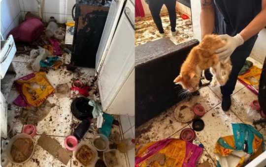 Polícia resgata 12 gatos em situação de maus-tratos em apartamento de Salvador