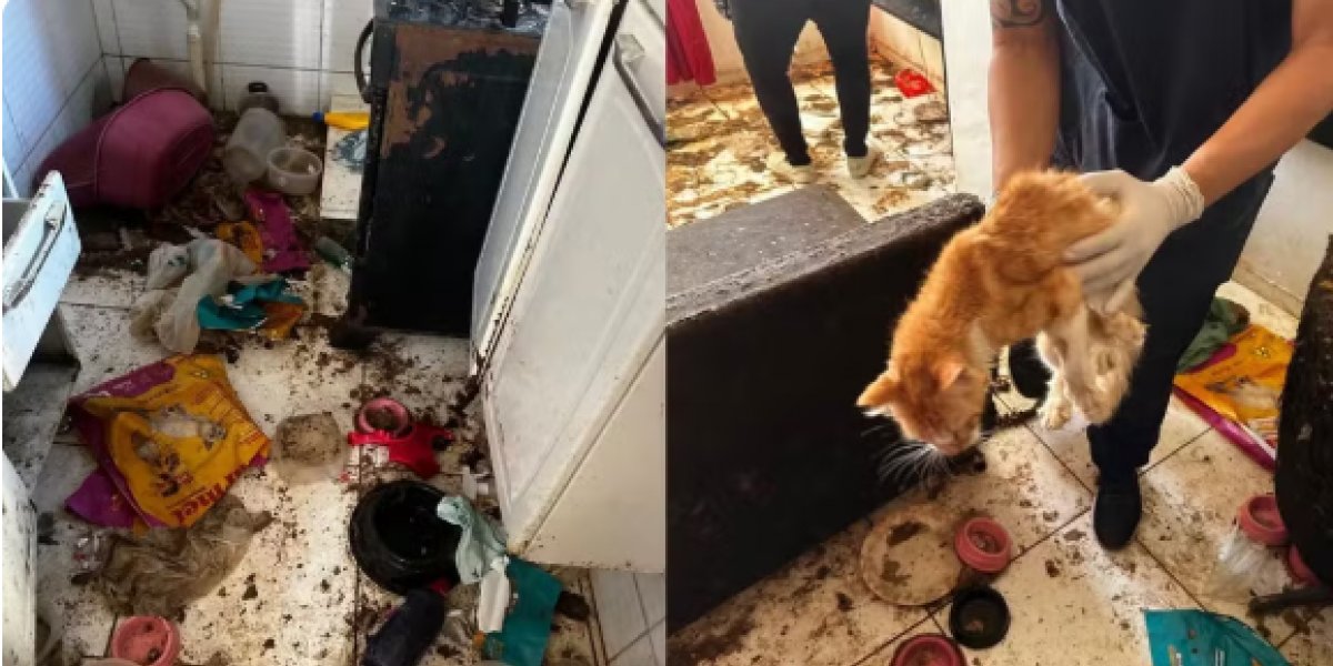 Polícia resgata 12 gatos em situação de maus-tratos em apartamento de Salvador
