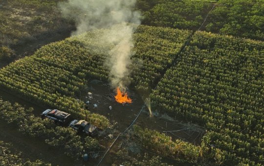 Polícia Civil destrói plantação com 20 mil pés de maconha durante operação na Bahia