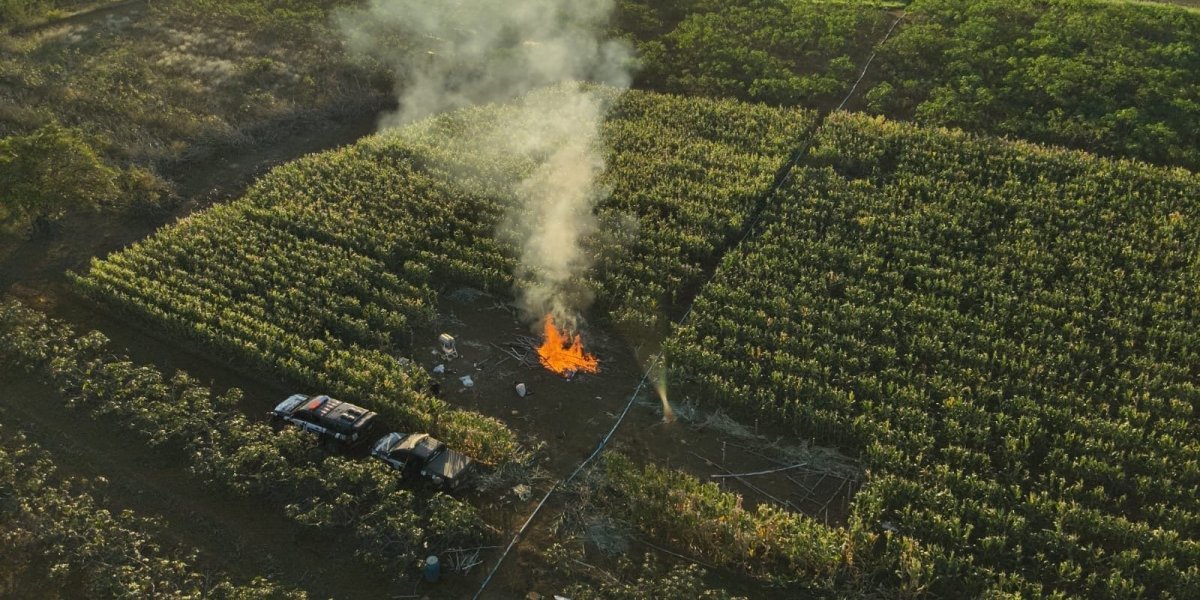 Polícia Civil destrói plantação com 20 mil pés de maconha durante operação na Bahia