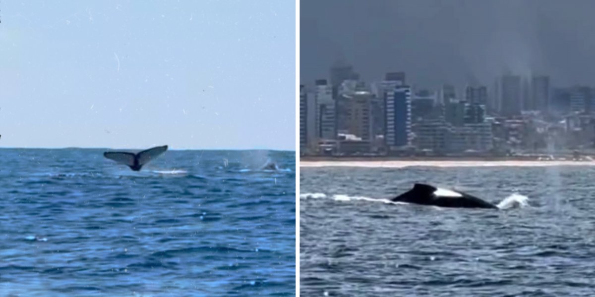 Quatro baleias-jubarte dão espetáculo na Baía de Todos-os-Santos durante expedição em Salvador