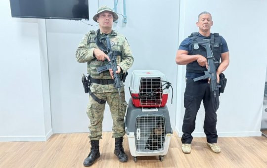 Homem é preso em Salvador suspeito de vender macacos-prego ilegalmente por até R$ 20 mil