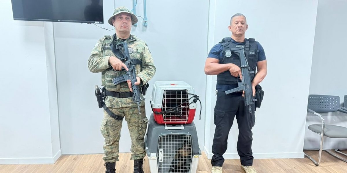 Homem é preso em Salvador suspeito de vender macacos-prego ilegalmente por até R$ 20 mil