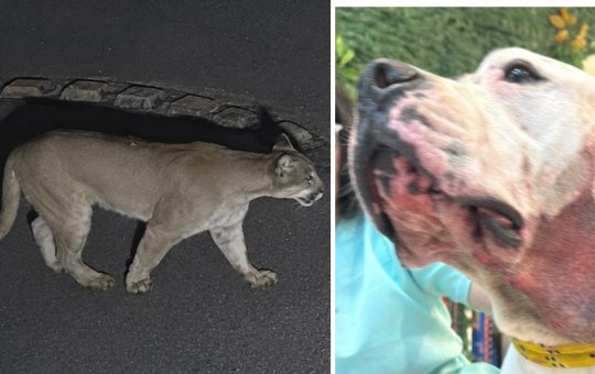 Onça-parda ataca pitbull dentro de residência em São Paulo