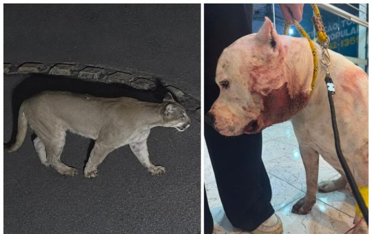 Onça parda ataca pitbull dentro de residência na Serra da Cantareira em São Paulo