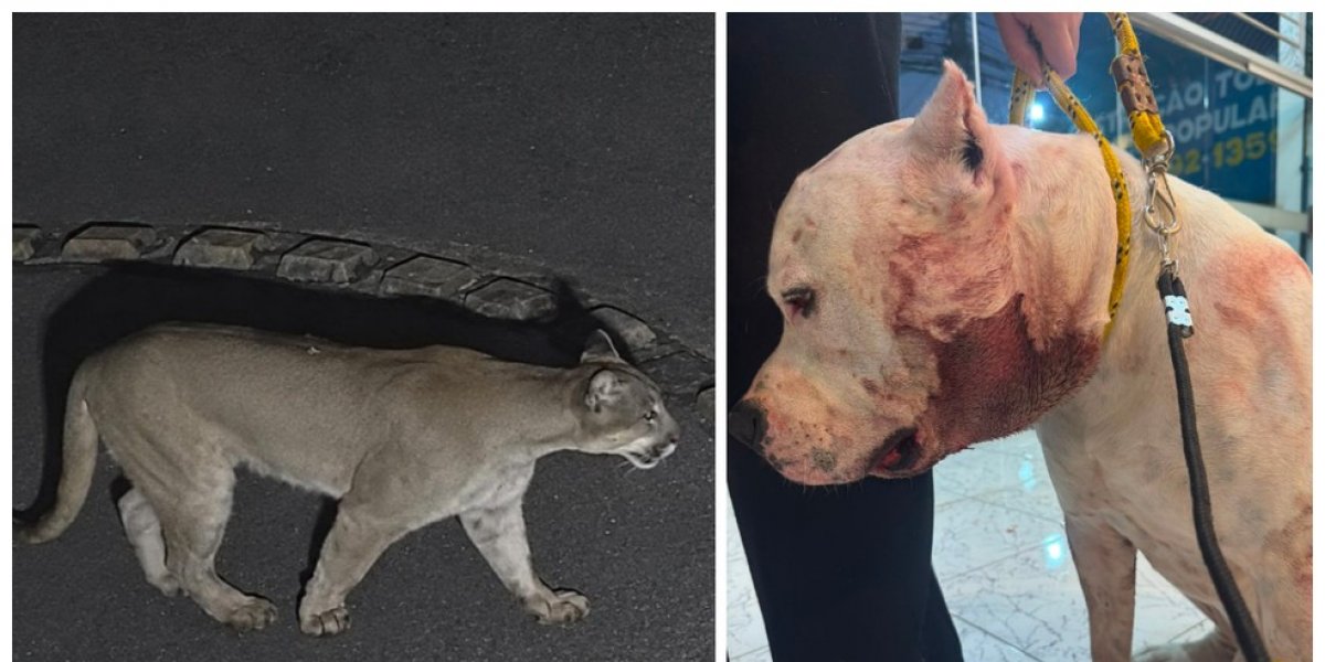 Onça parda ataca pitbull dentro de residência na Serra da Cantareira em São Paulo