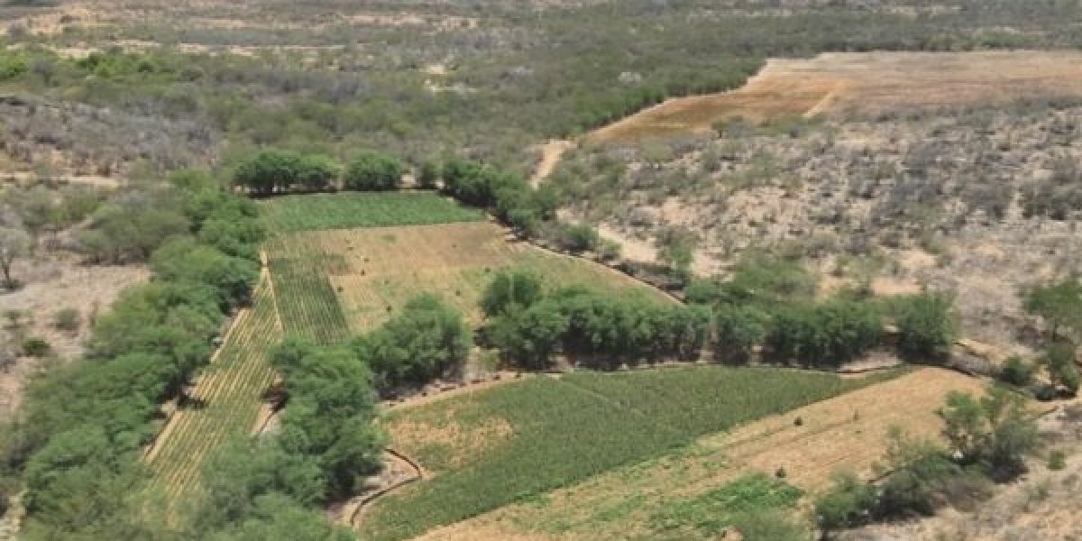 PF mira organização suspeita de cultivar e distribuir maconha em três estados