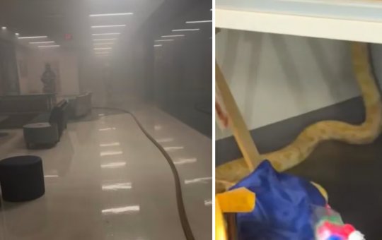 Cobra-píton de 2,4 metros teria provocado incêndio dentro de escola nos EUA