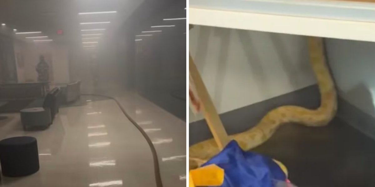 Cobra-píton de 2,4 metros teria provocado incêndio dentro de escola nos EUA