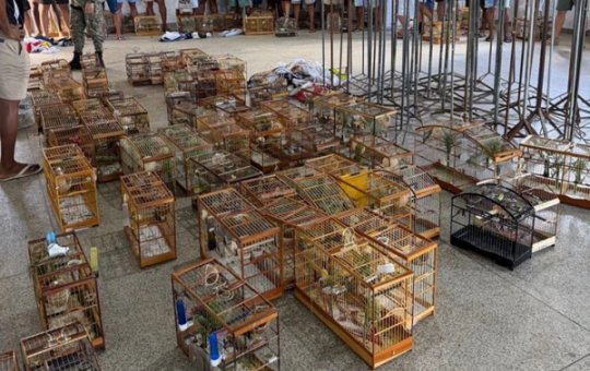 Torneio ilegal de pássaros é interrompido em Salvador e 95 aves silvestres são resgatadas