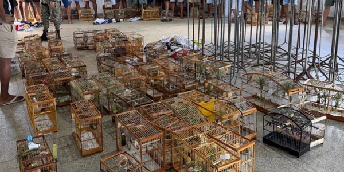 Torneio ilegal de pássaros é interrompido em Salvador e 95 aves silvestres são resgatadas