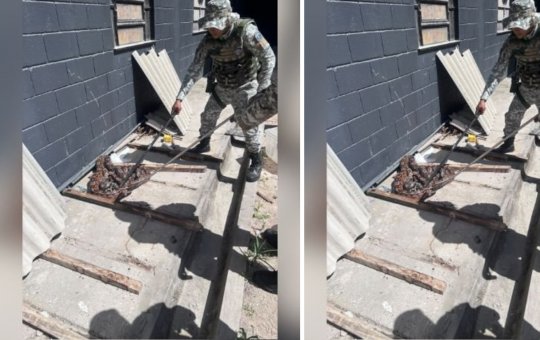 Quatro jiboias são encontradas e resgatadas dentro do Complexo Penal da Mata Escura