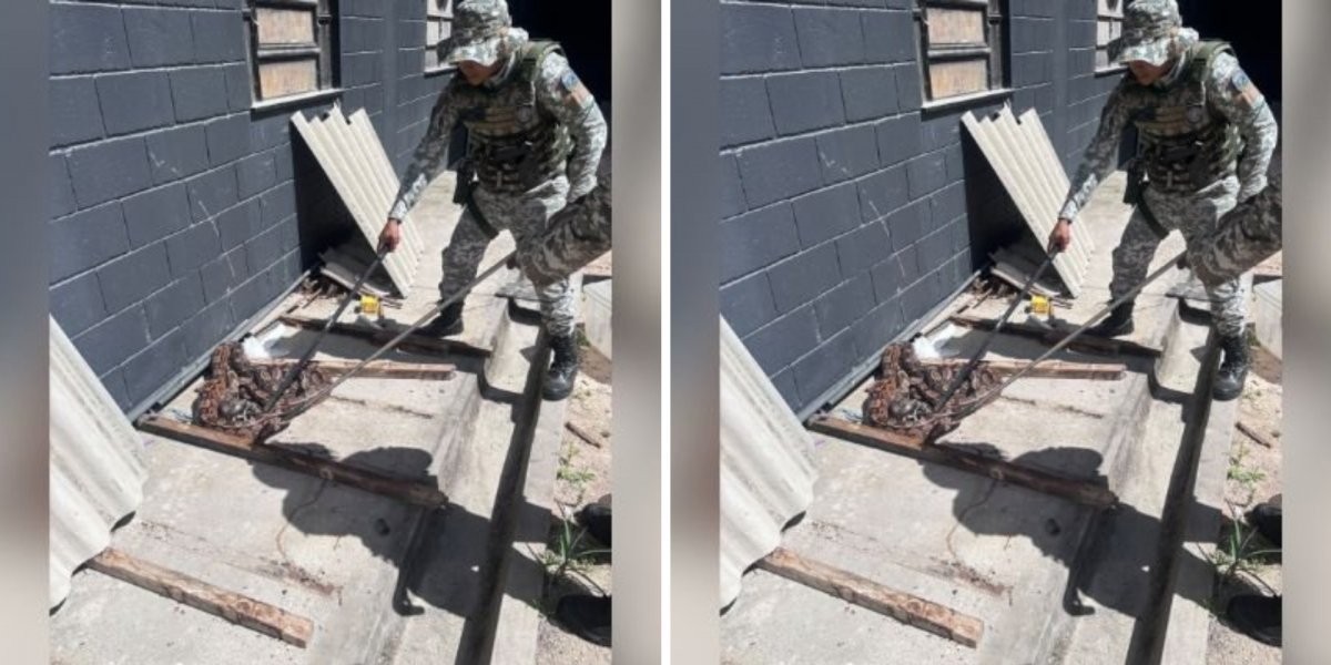 Quatro jiboias são encontradas e resgatadas dentro do Complexo Penal da Mata Escura