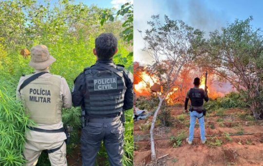 Operação integrada destrói plantação com 22 mil pés de maconha em Campo Formoso