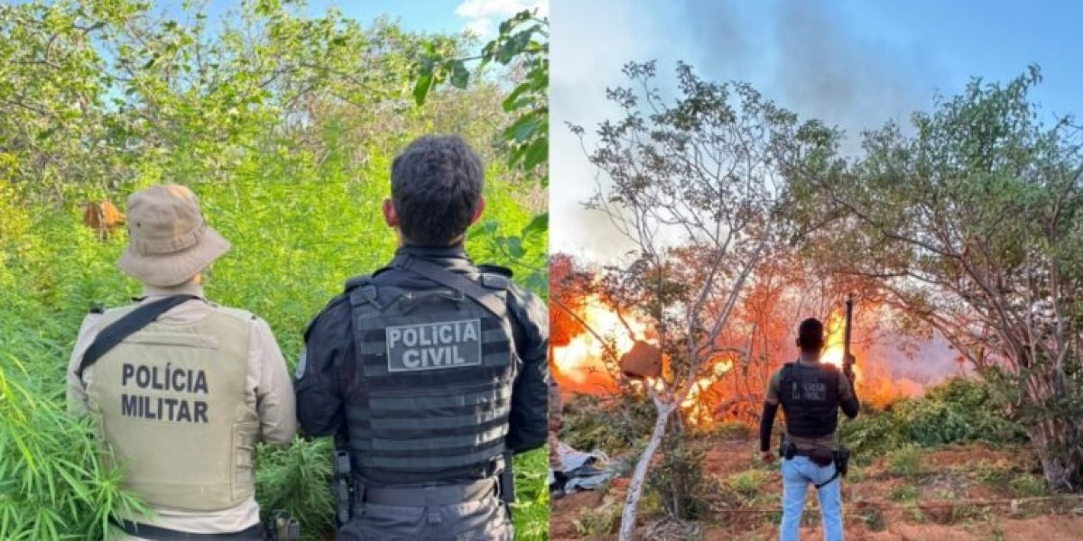 Operação integrada destrói plantação com 22 mil pés de maconha em Campo Formoso